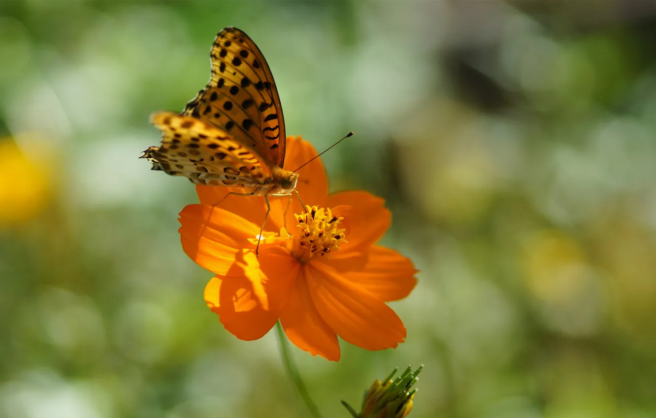 Фото обои цветок, лето, солнце, оранжевый, бабочка, пятнышки