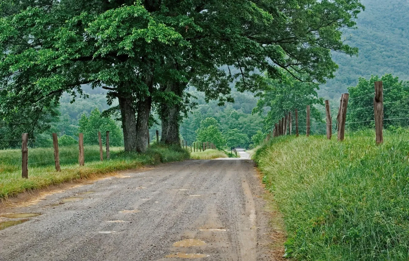 Фото обои дорога, трава, деревья, природа, забор, ограда, лужи