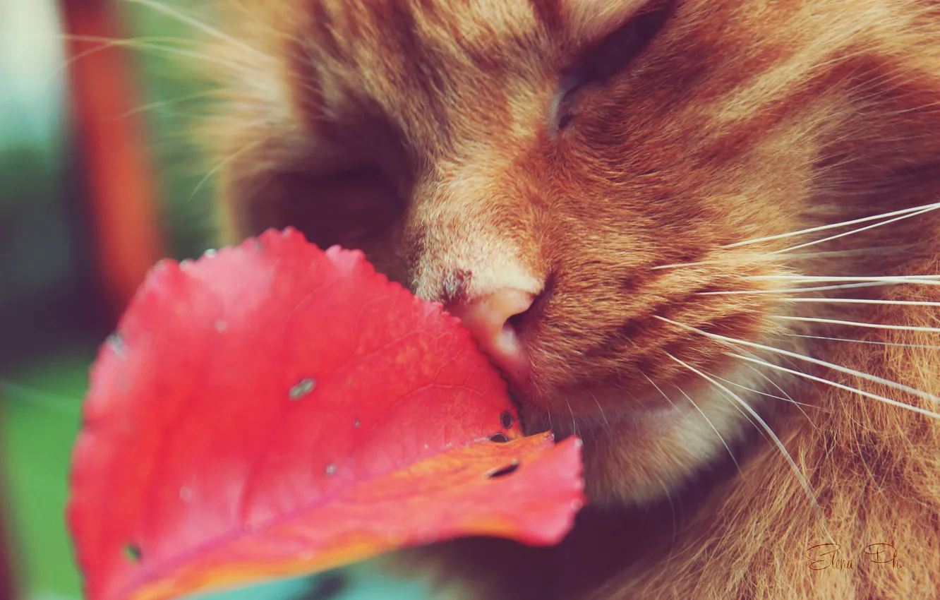 Фото обои усы, лист, кошак, рыжий, котяра