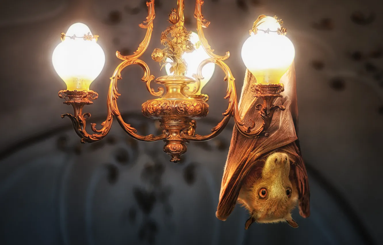 Фото обои свет, лампы, люстра, летучая мышь