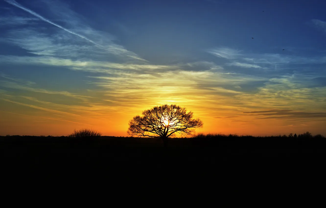 Фото обои солнце, закат, дерево, вечер, силуэты