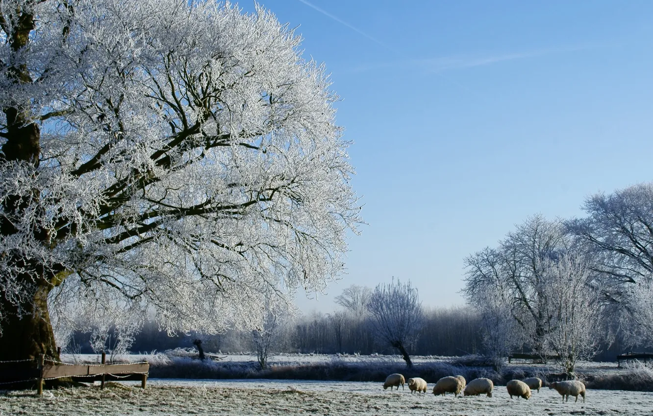 Фото обои зима, поле, лес, фото, дерево, овцы