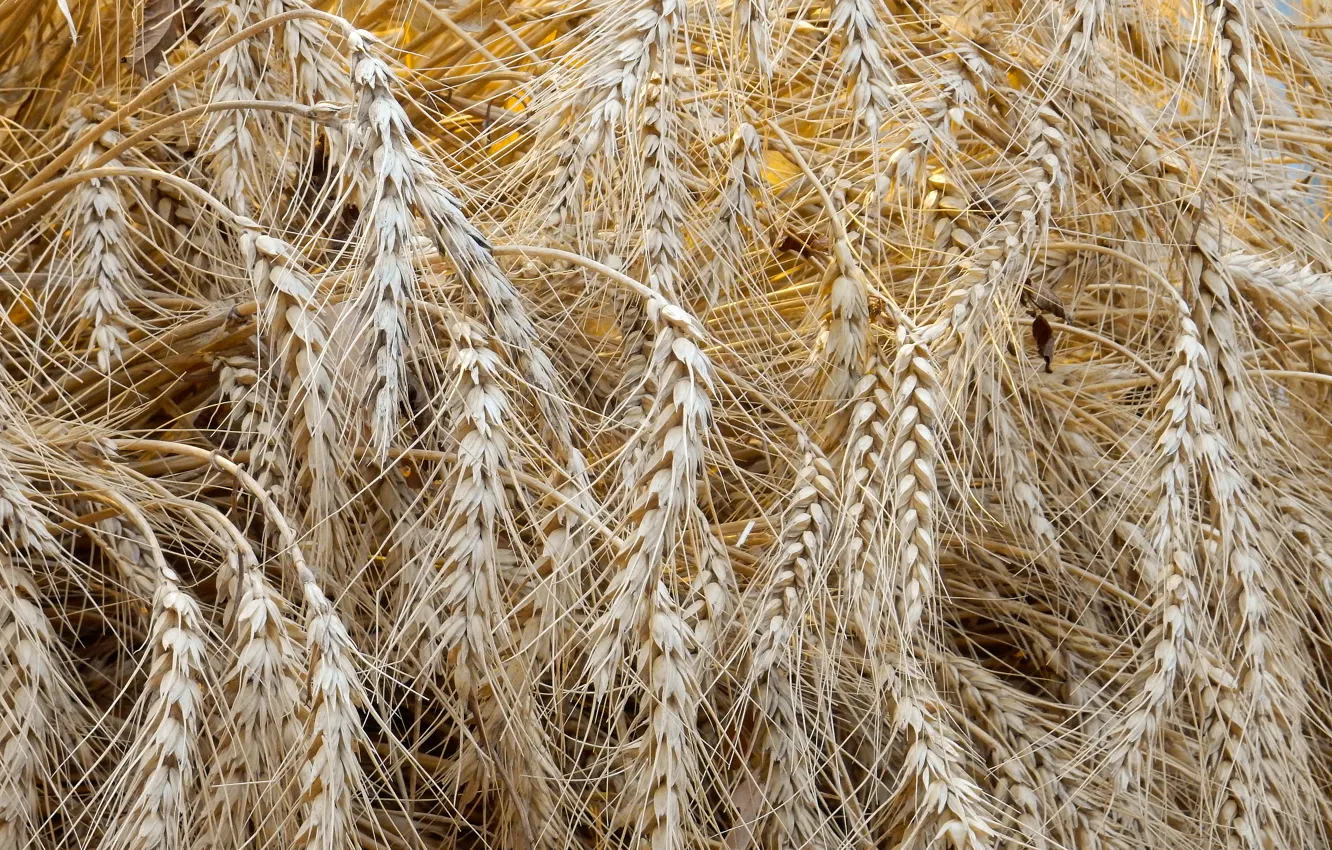 Фото обои widescreen, обои, урожай, wallpaper, колосья, широкоформатные, background, обои на рабочий стол