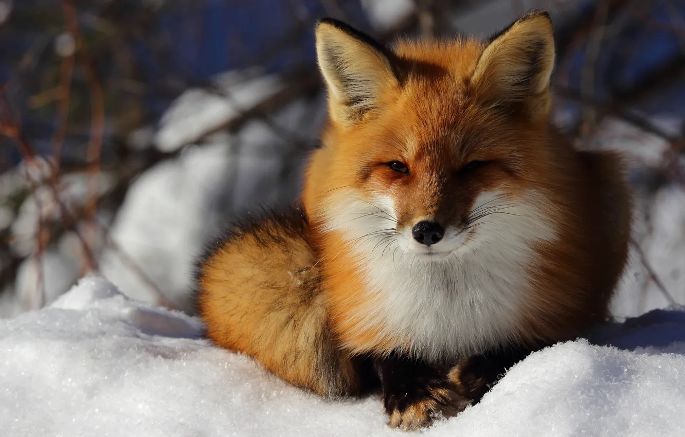 Фото обои зима, взгляд, морда, снег, природа, лиса, лежит, лисица