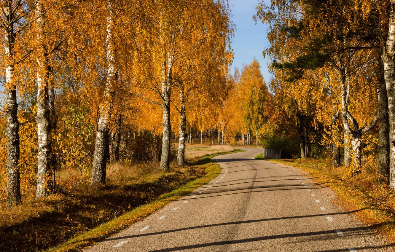 Фото обои дорога, осень, лес, листья, деревья, природа, парк, colors