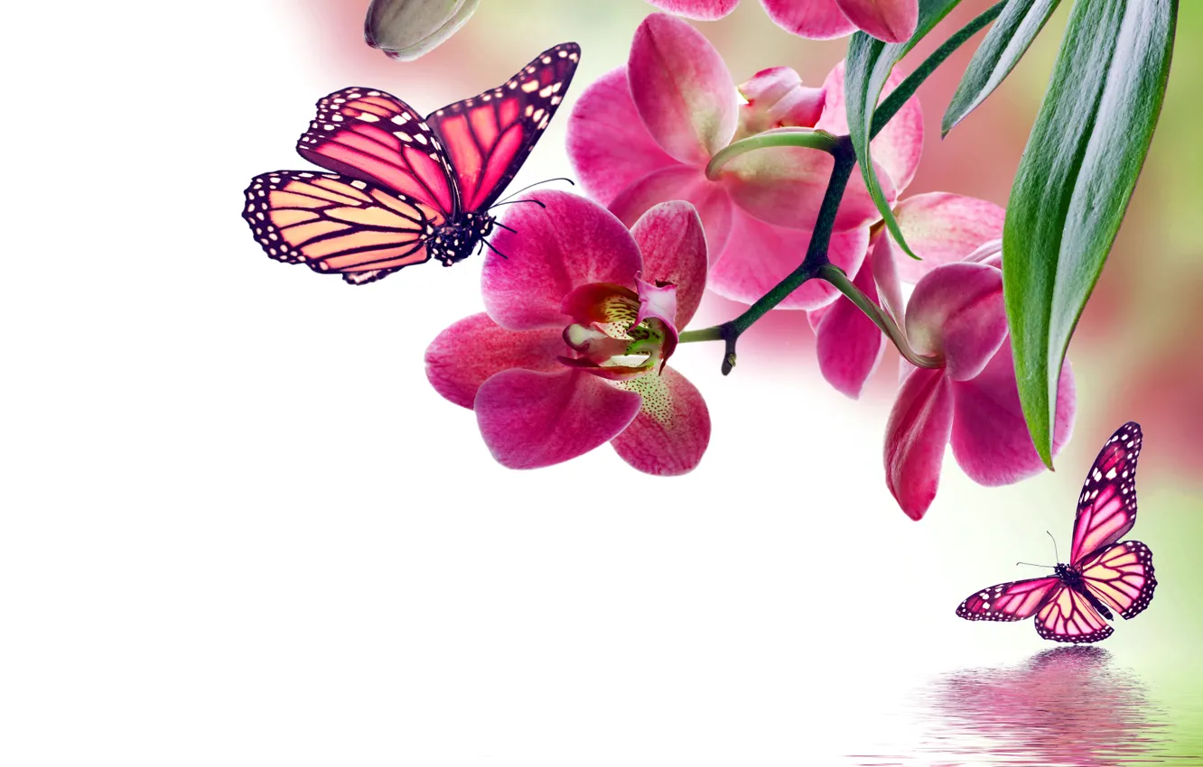 Фото обои бабочки, цветы, орхидея, pink, water, flowers, beautiful, orchid