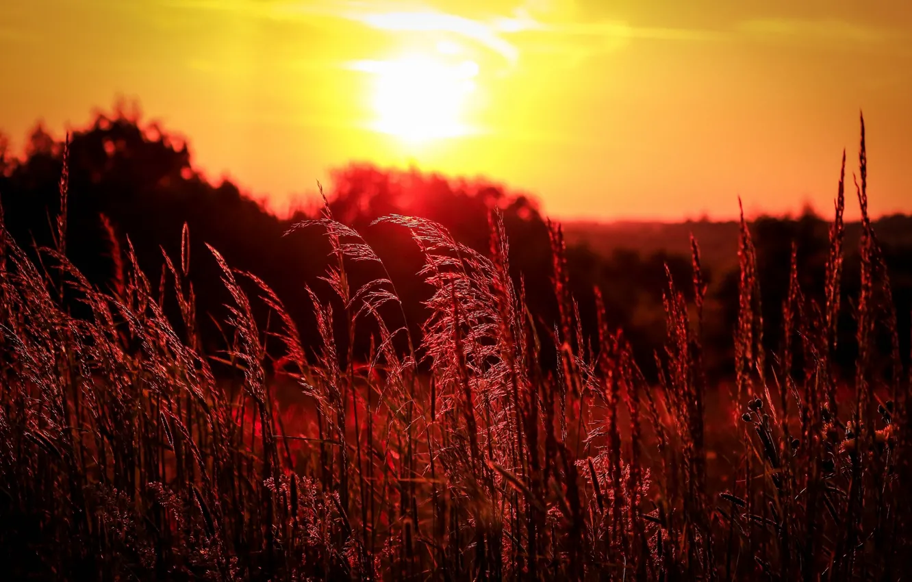 Фото обои поле, трава, закат, вечер, колосья