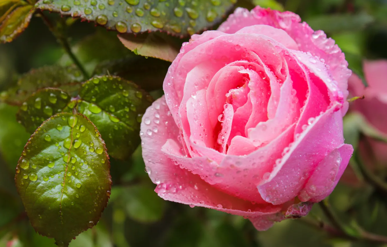 Фото обои листья, капли, макро, розы, сад, розовые, бутоны