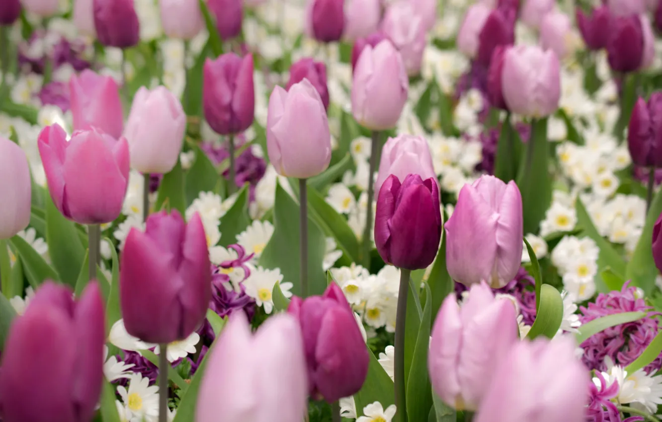Фото обои весна, тюльпаны, бутоны, гиацинт, примула