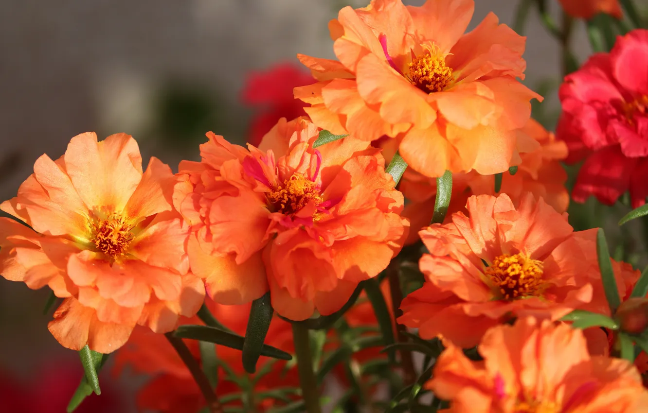 Фото обои цветы, яркие, букет, оранжевые, боке