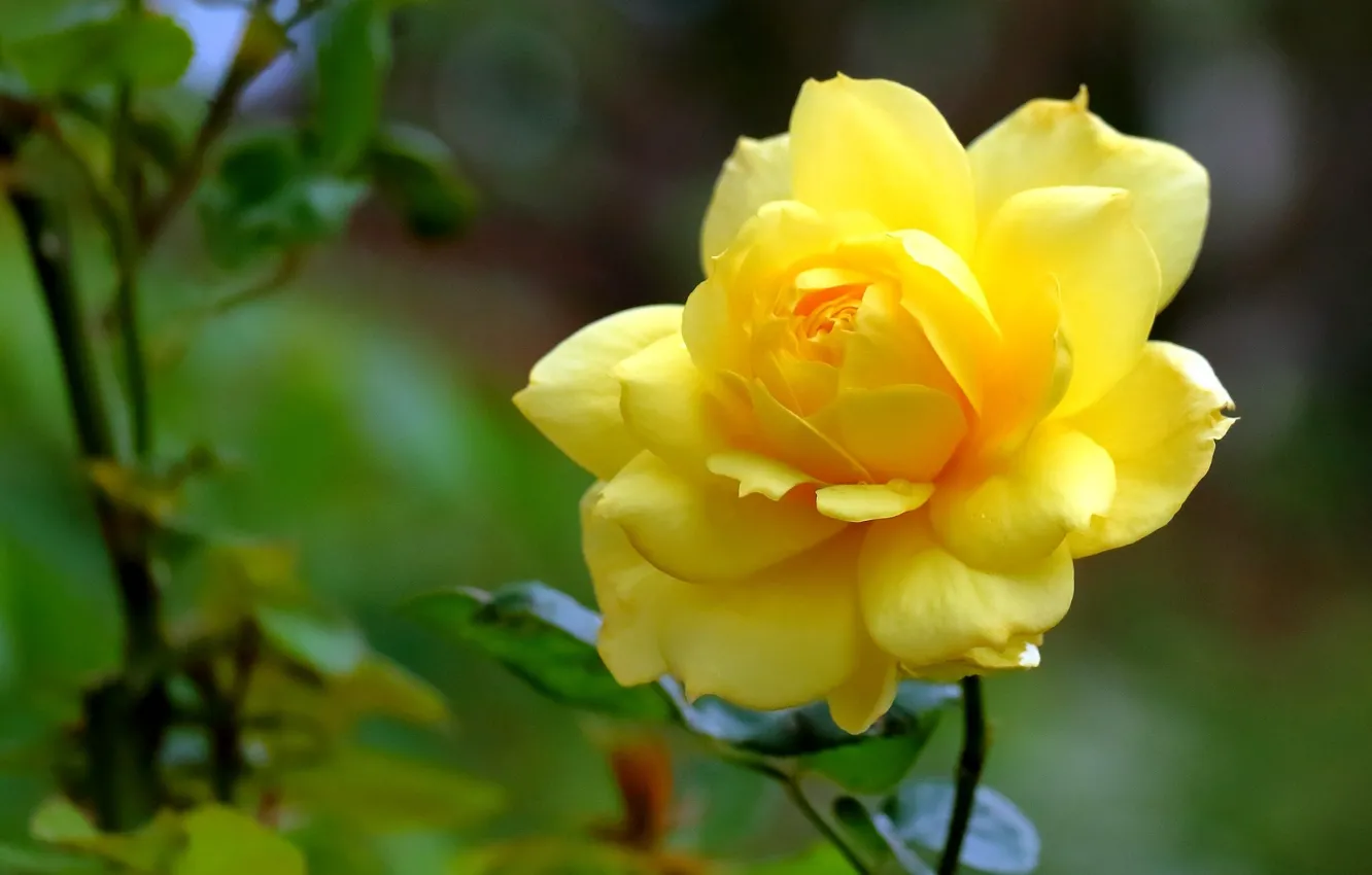 Фото обои роза, лепестки, бутон, боке, жёлтая роза