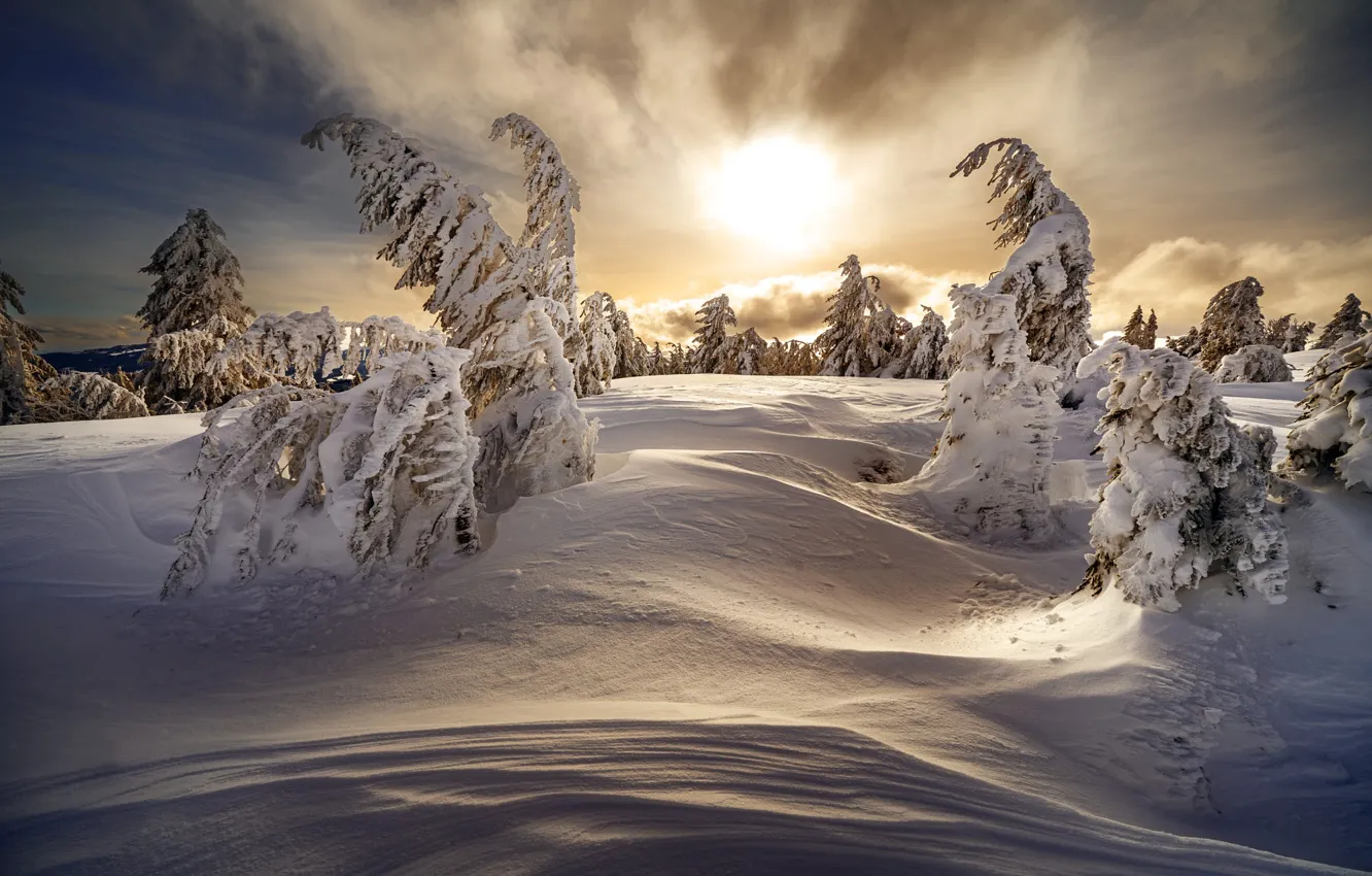 Фото обои зима, лес, небо, облака, свет, снег, закат, природа