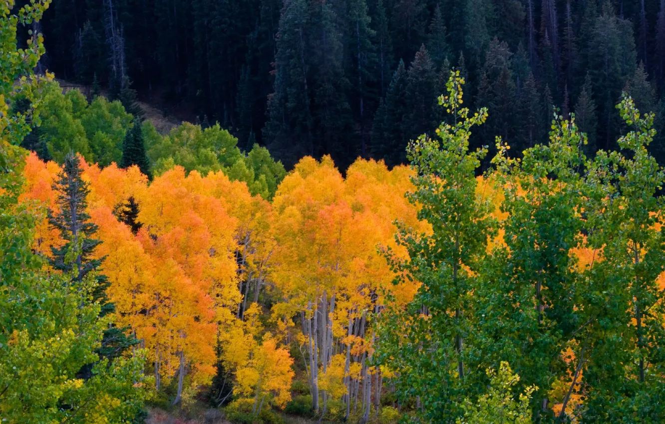 Фото обои осень, лес, деревья, горы, Колорадо, США, роща, осина