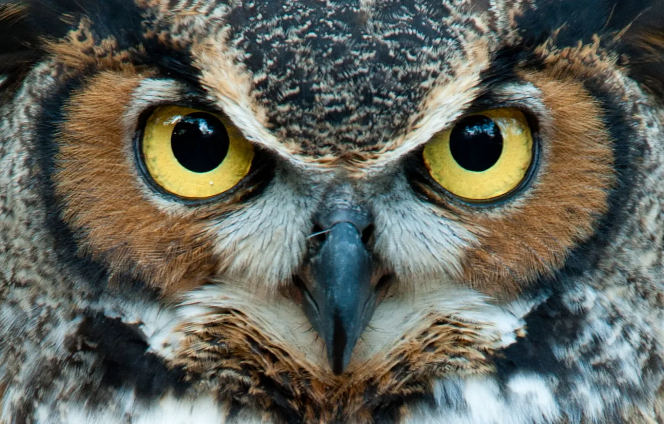 Фото обои yellow, eyes, Owl, head