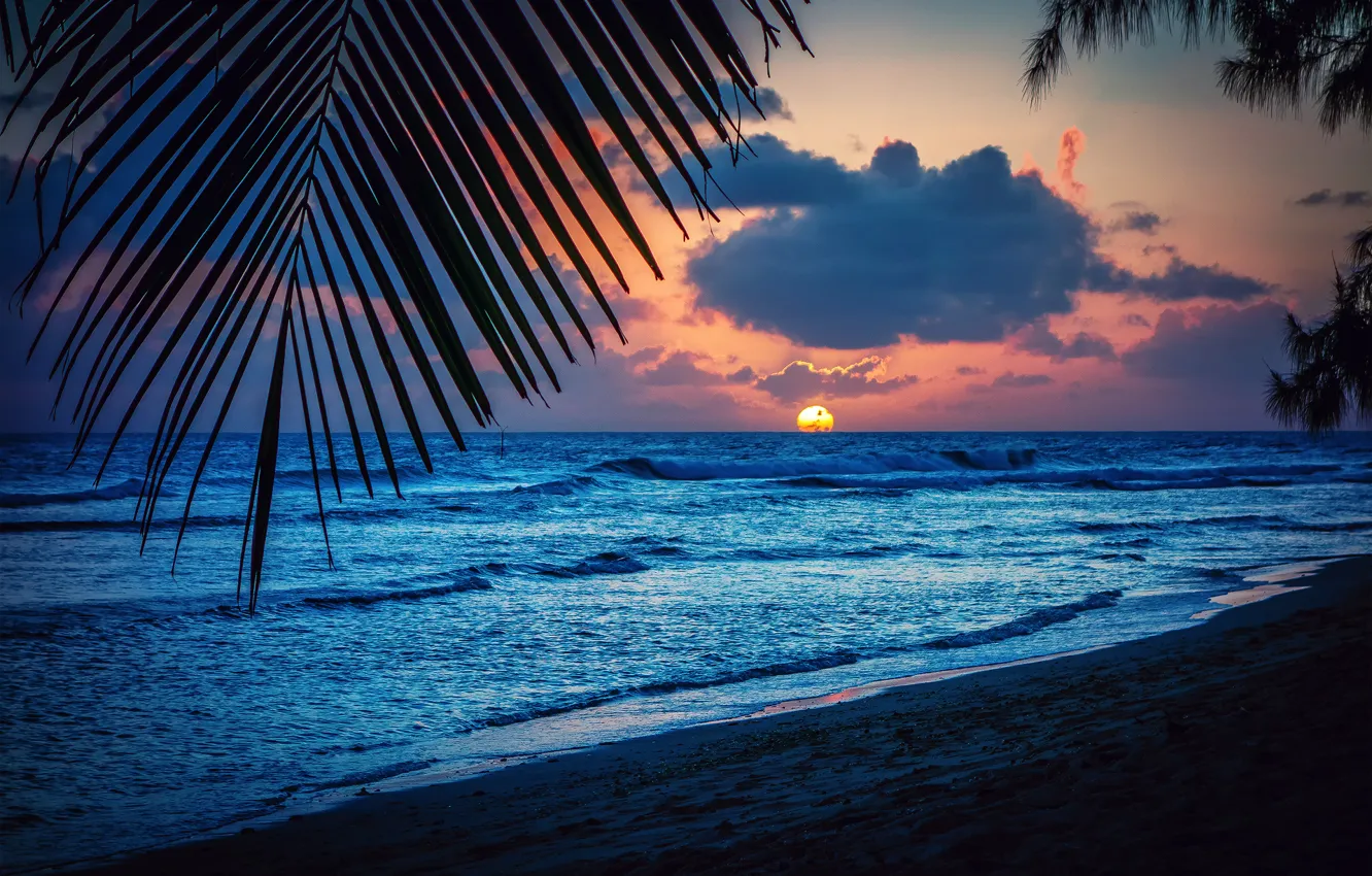 Фото обои пляж, солнце, закат, лист, пальмы, вечер, силуэт, Барбадос