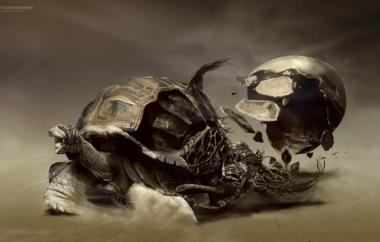 Фото обои пустыня, черепаха, desktopography