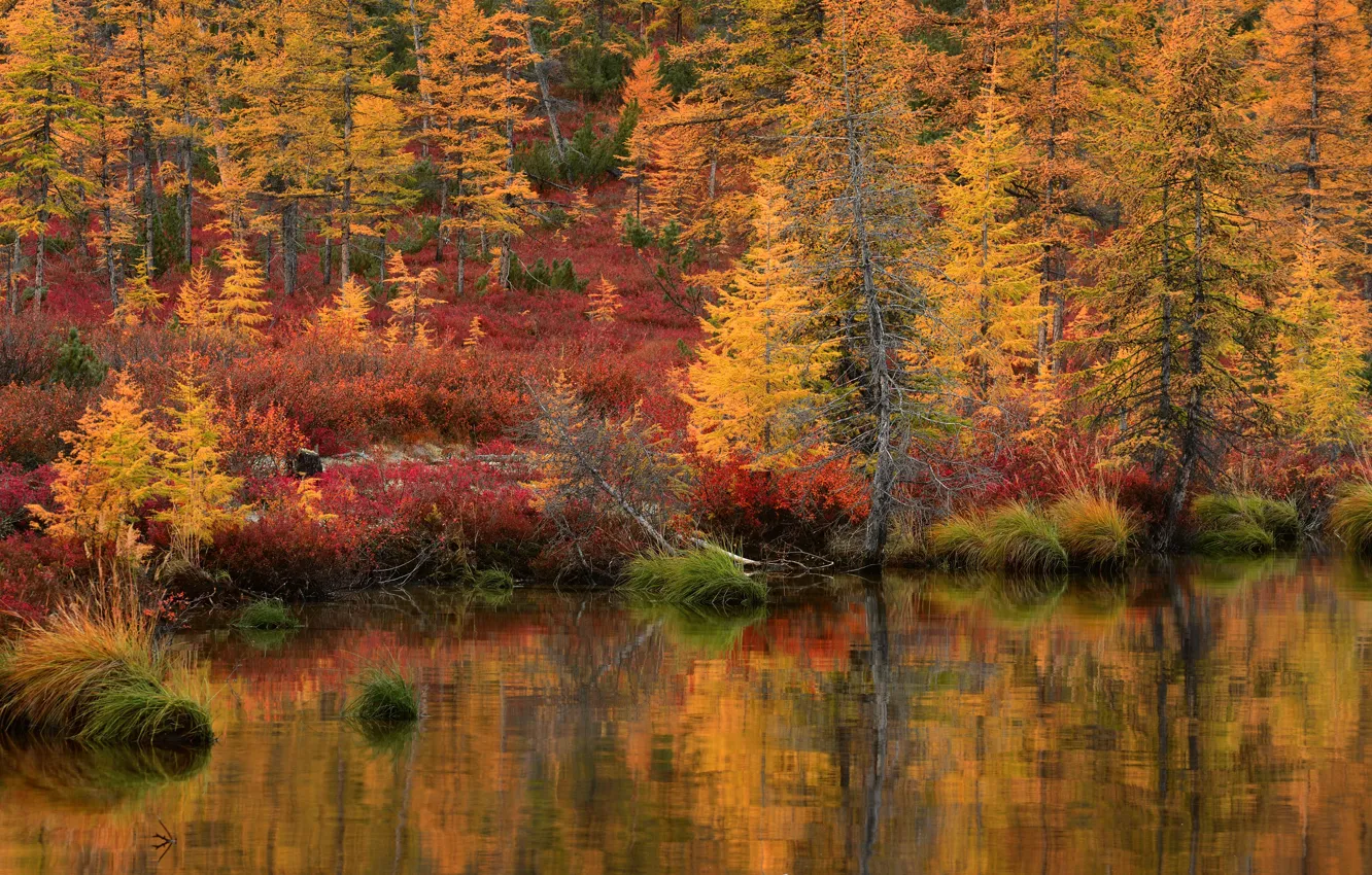 Фото обои осень, лес, трава, пейзаж, природа, озеро, отражение, берег