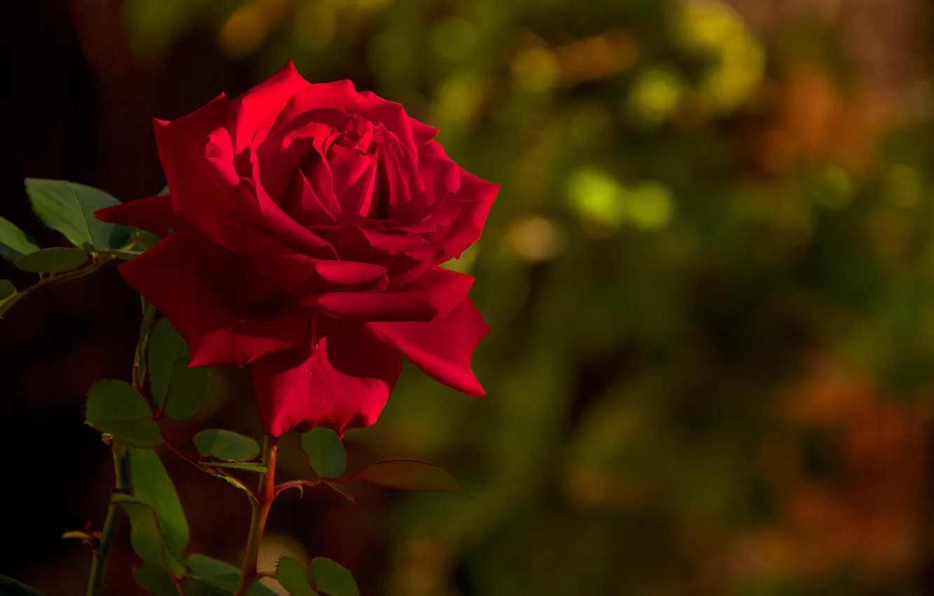 Фото обои роза, боке, Mark Ritter