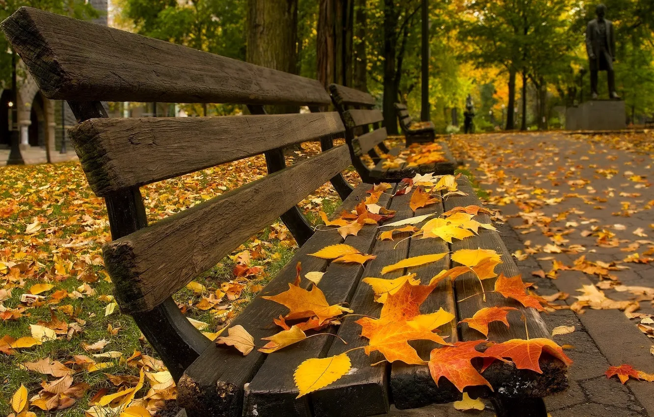 Фото обои деревья, скамейка, опавшие листья, осенний парк