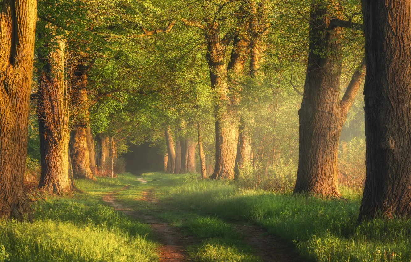 Фото обои дорога, деревья, парк, рассвет, Tomczak Michał