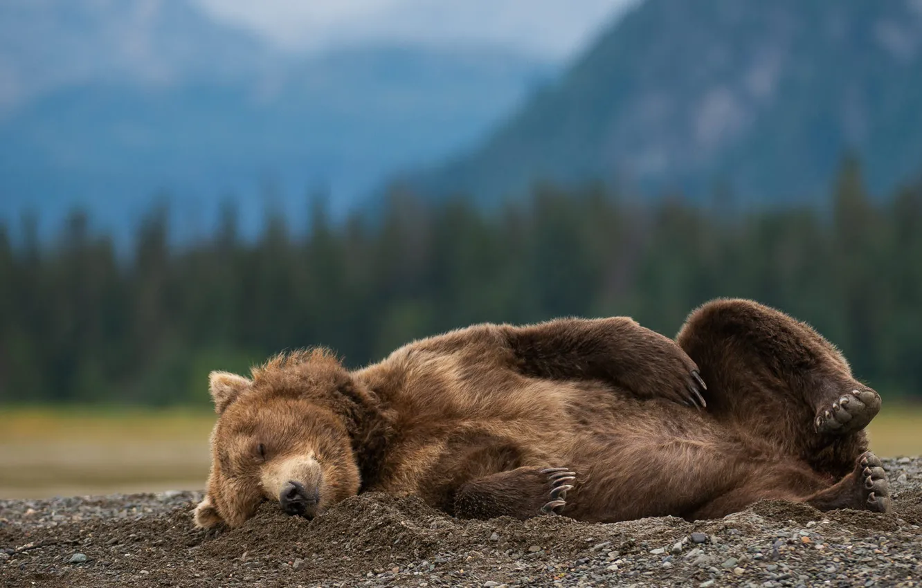 Фото обои природа, поза, животное, сон, хищник, медведь, Аляска