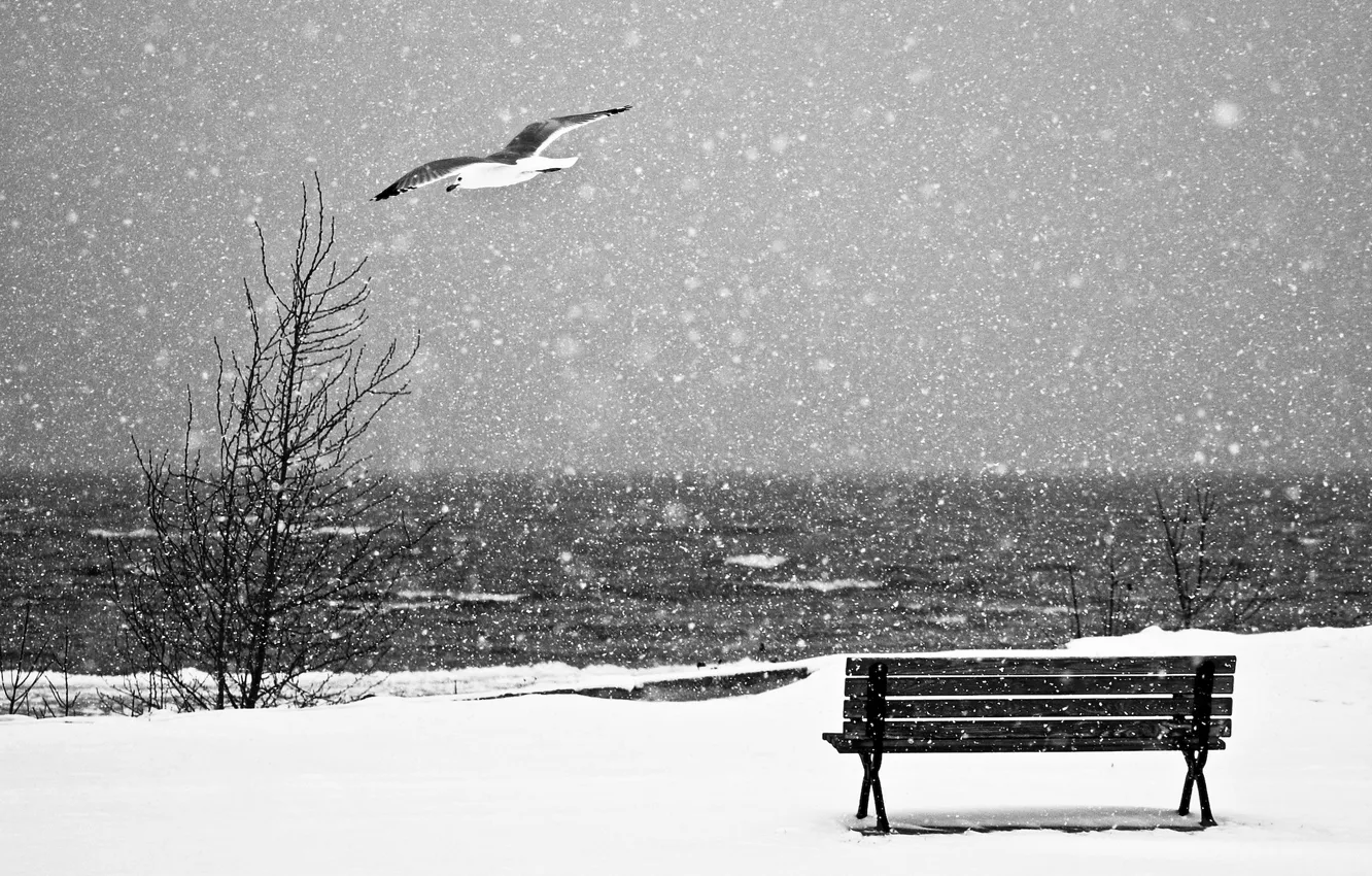 Фото обои море, снег, чайка, лавка