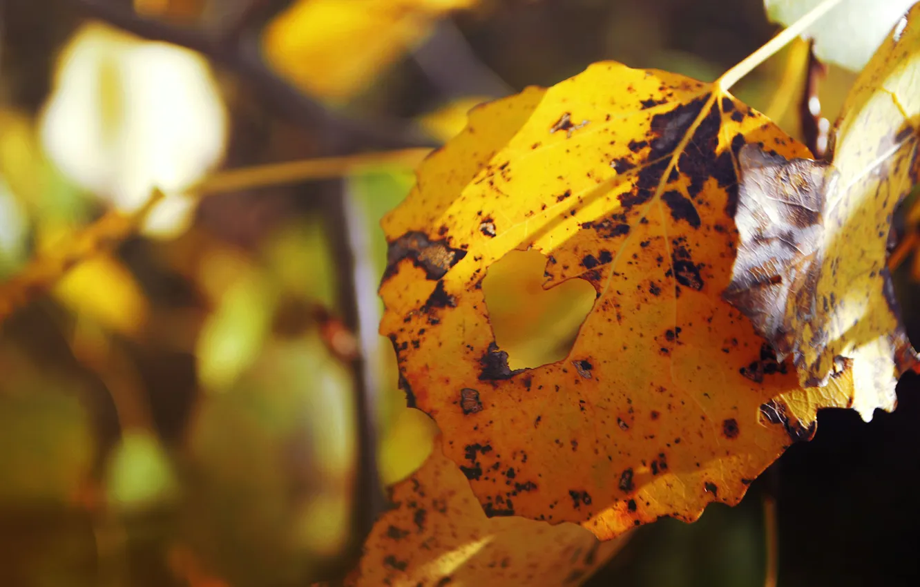Фото обои осень, листья, сердце, сердечко