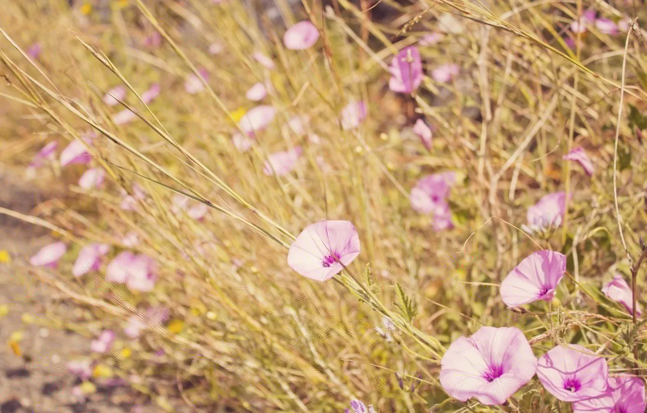 Фото обои трава, цветы, лепестки, розовые