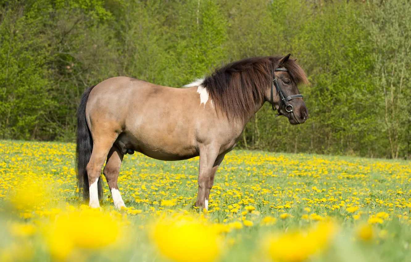 Фото обои поле, природа, животное, лошадь, желтые цветы