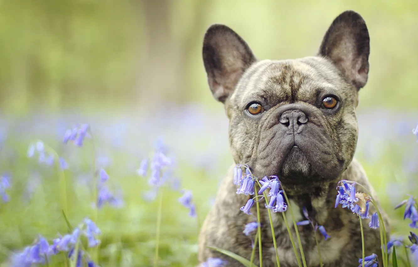 Фото обои взгляд, морда, цветы, собака, бульдог, колокольчики, боке, Французский бульдог