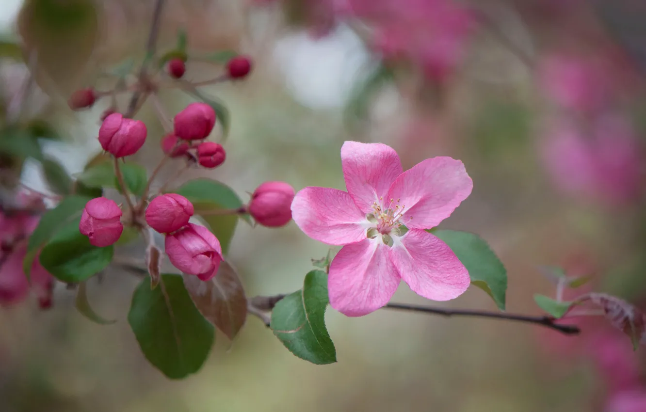 Фото обои цветок, макро, ветка, яблоня, бутоны, цветение