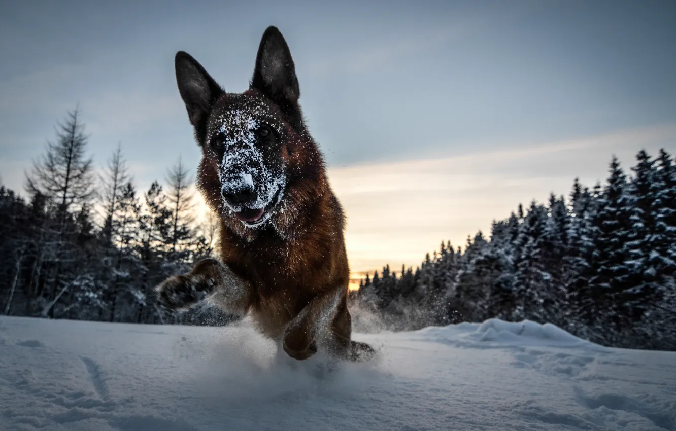 Фото обои зима, лес, снег, собака, Немецкая овчарка