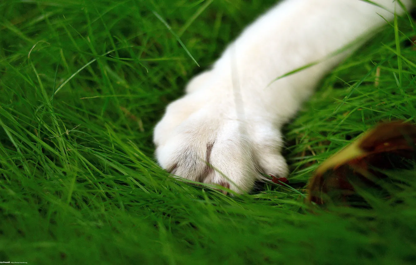 Фото обои зелень, кошка, макросьемка, лапа
