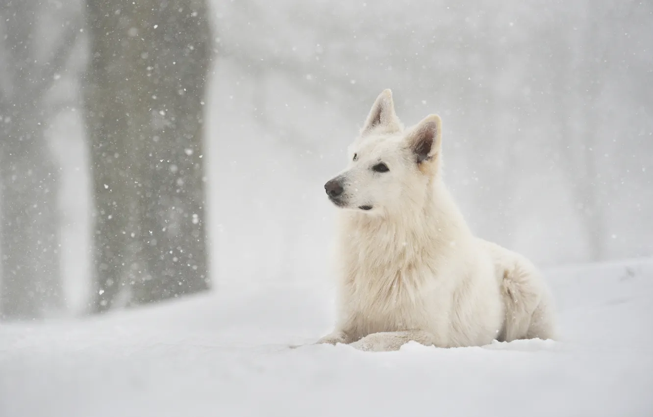 Фото обои зима, лес, снег, собака, снегопад, швейцарская овчарка