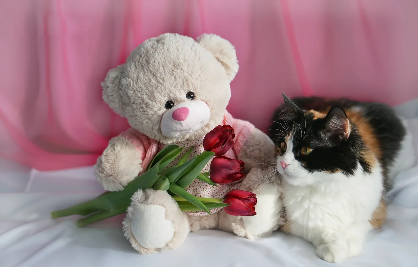 Фото обои кошка, цветы, игрушка, мишка, тюльпаны, 8 марта