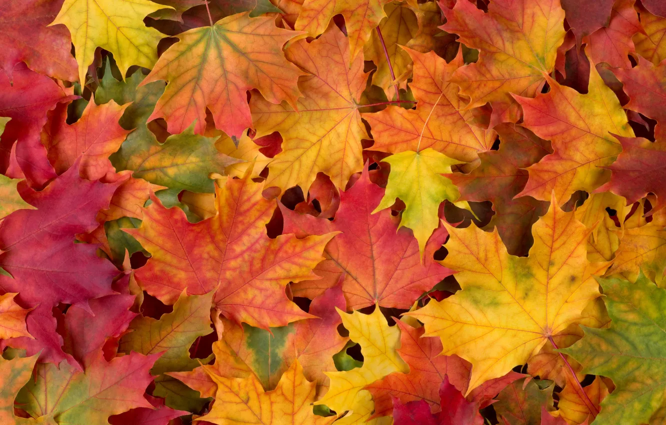 Фото обои autumn, leaves, осенние листья