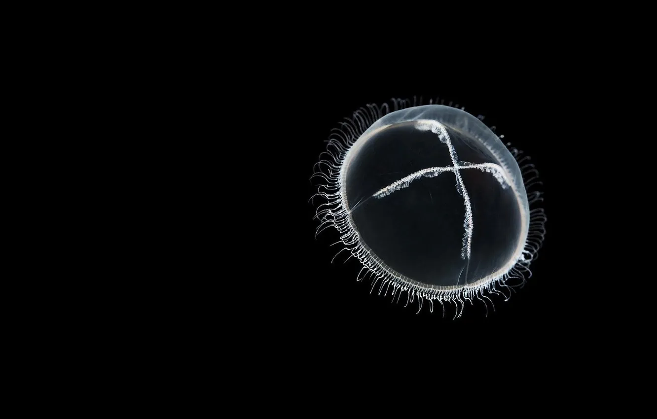 Фото обои фон, черный, медуза, прозрачная