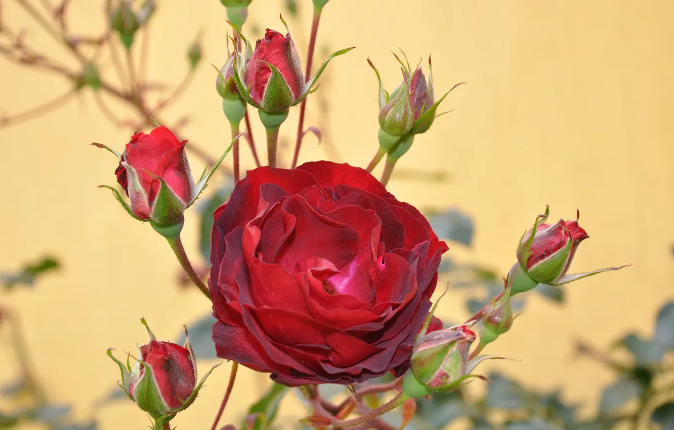Фото обои фон, роза, красная, бутоны