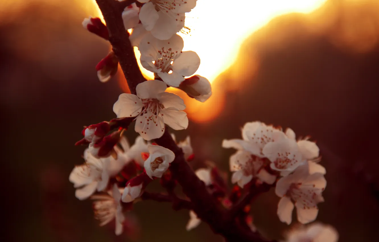 Фото обои солнце, закат, вишня, весна, цветение, бокэ
