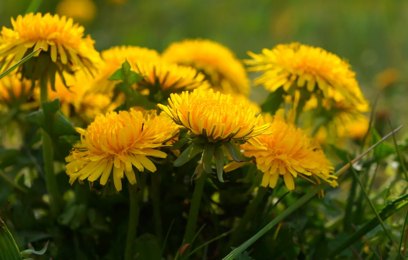 Фото обои flower, yellow, spring