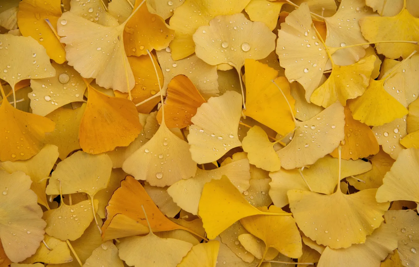 Фото обои осень, листья, капли, листва, желтые, много, осенние листья, гинкго билоба