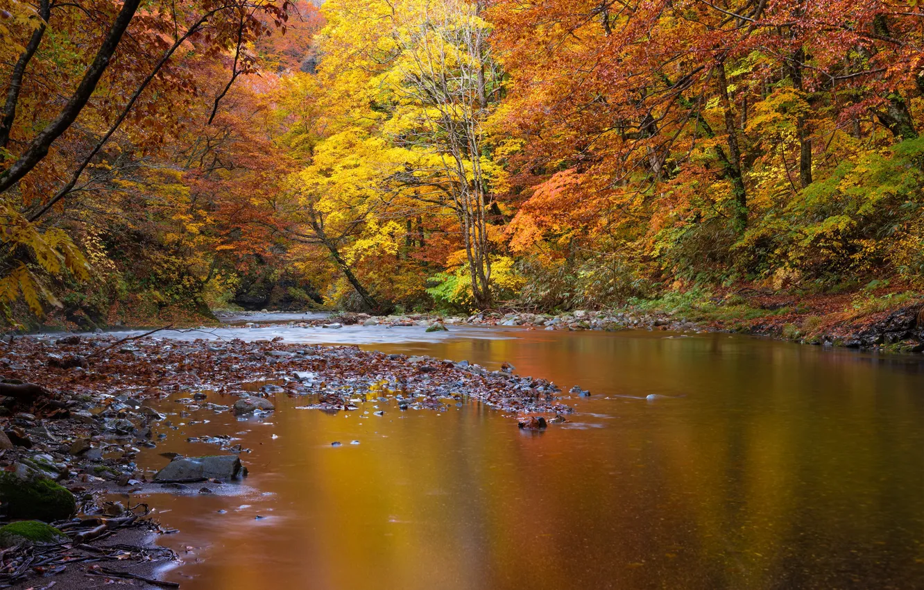 Фото обои осень, лес, водоем
