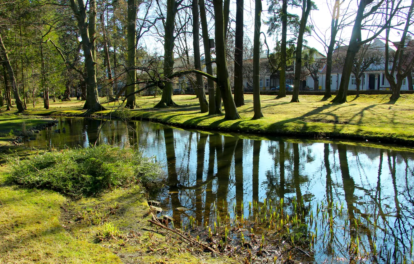 Фото обои trees, water, park, pond