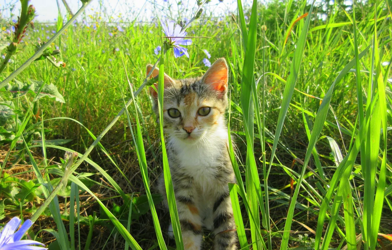 Фото обои кошка, лето, трава
