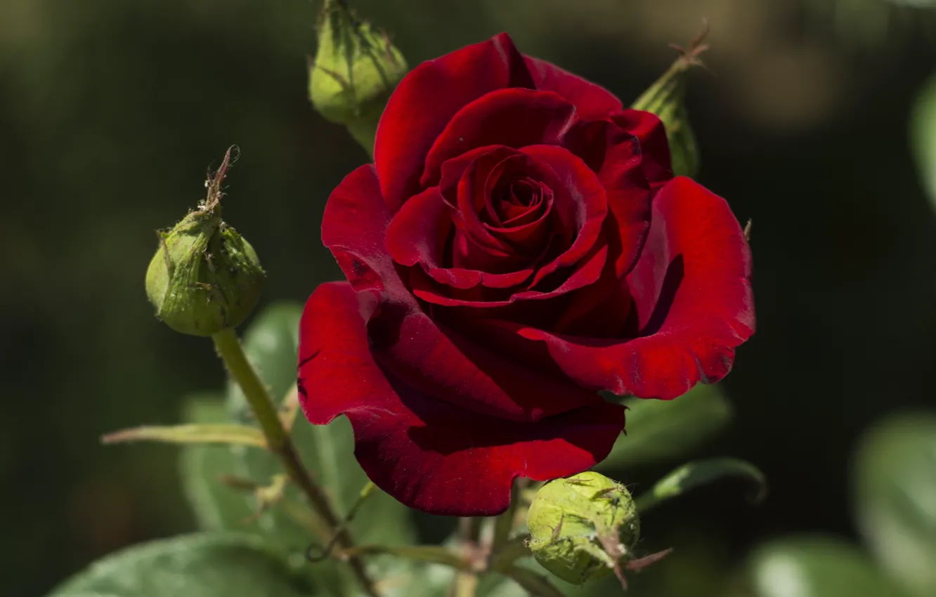 Фото обои цветок, фон, роза, красная, бутоны, одна, темно-красная