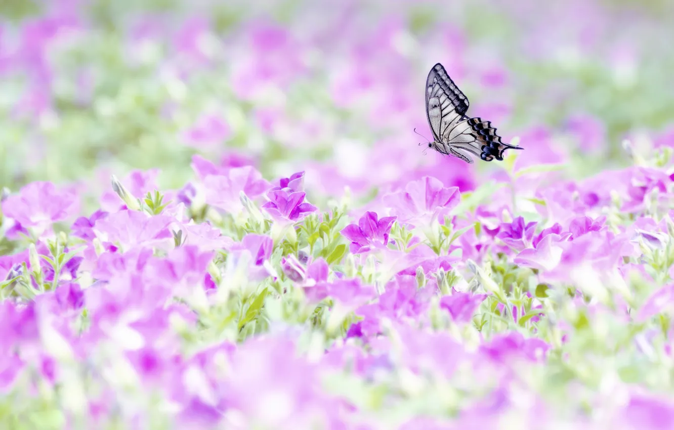 Фото обои полет, бабочка, крылья, поле цветов
