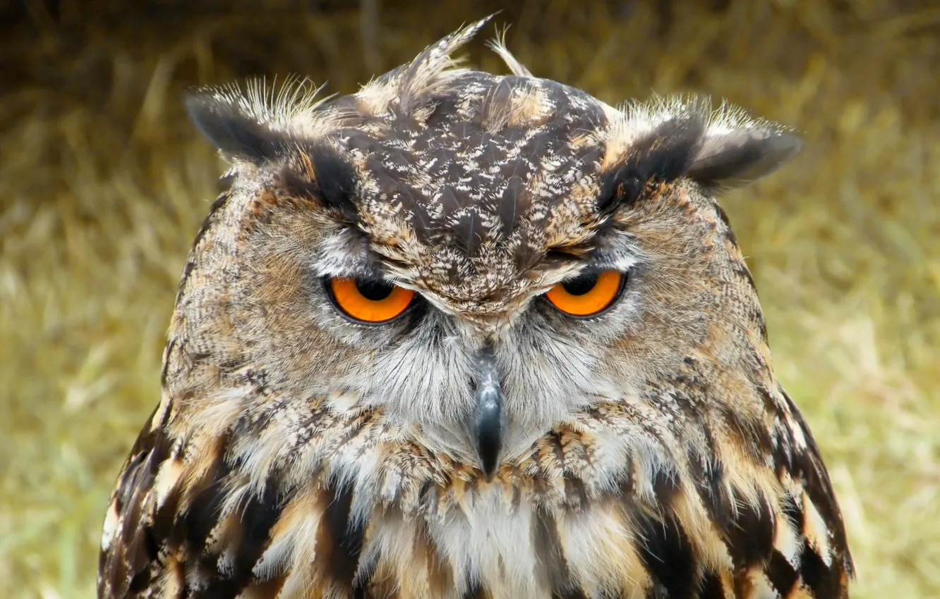 Фото обои photography, closeup, black and brown owl, european eagle owl
