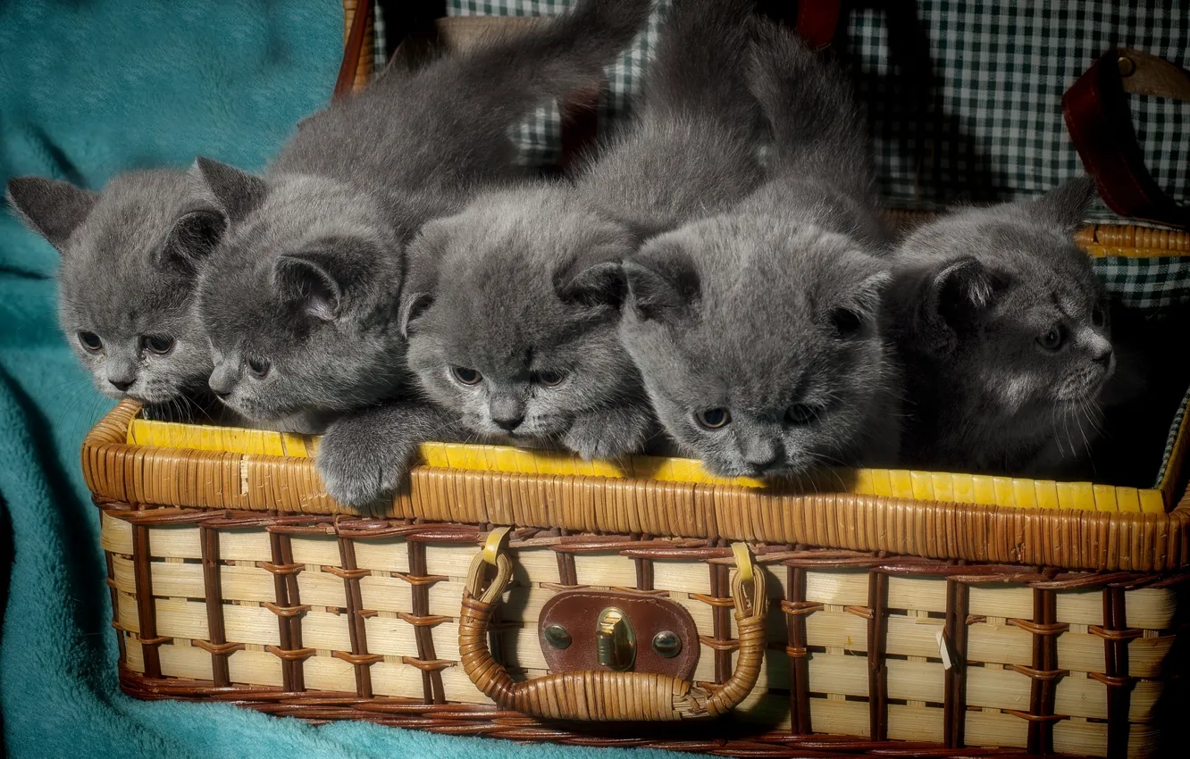 Фото обои котята, чемодан, малыши, британцы, Британская короткошёрстная