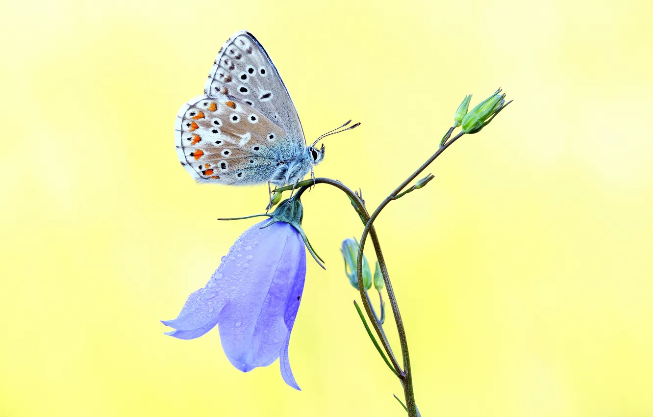 Фото обои цветок, голубой, бабочка, колокольчик, желтый фон
