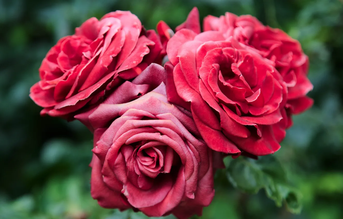 Фото обои цветы, розы, трио, красные розы